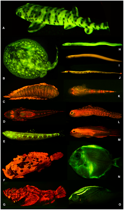Biofluorescence in fish. Image: Wikimedia